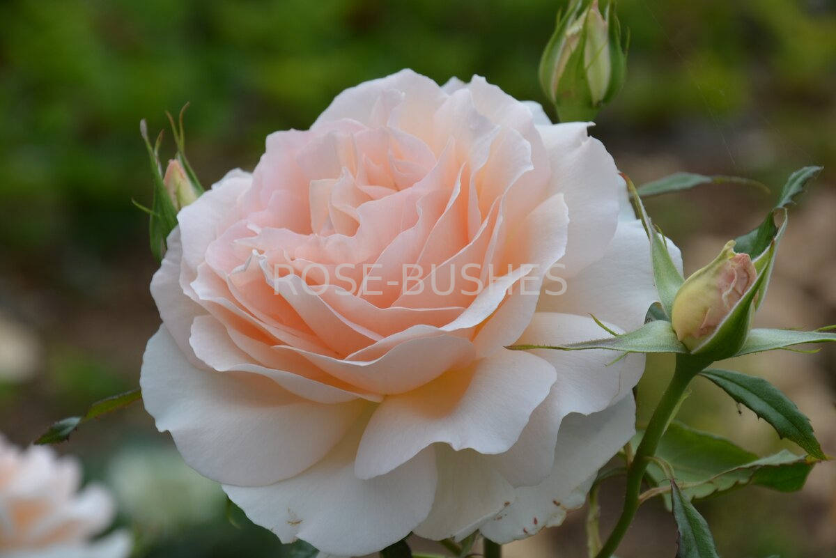 ������ �����. Chandos Beauty. (��)